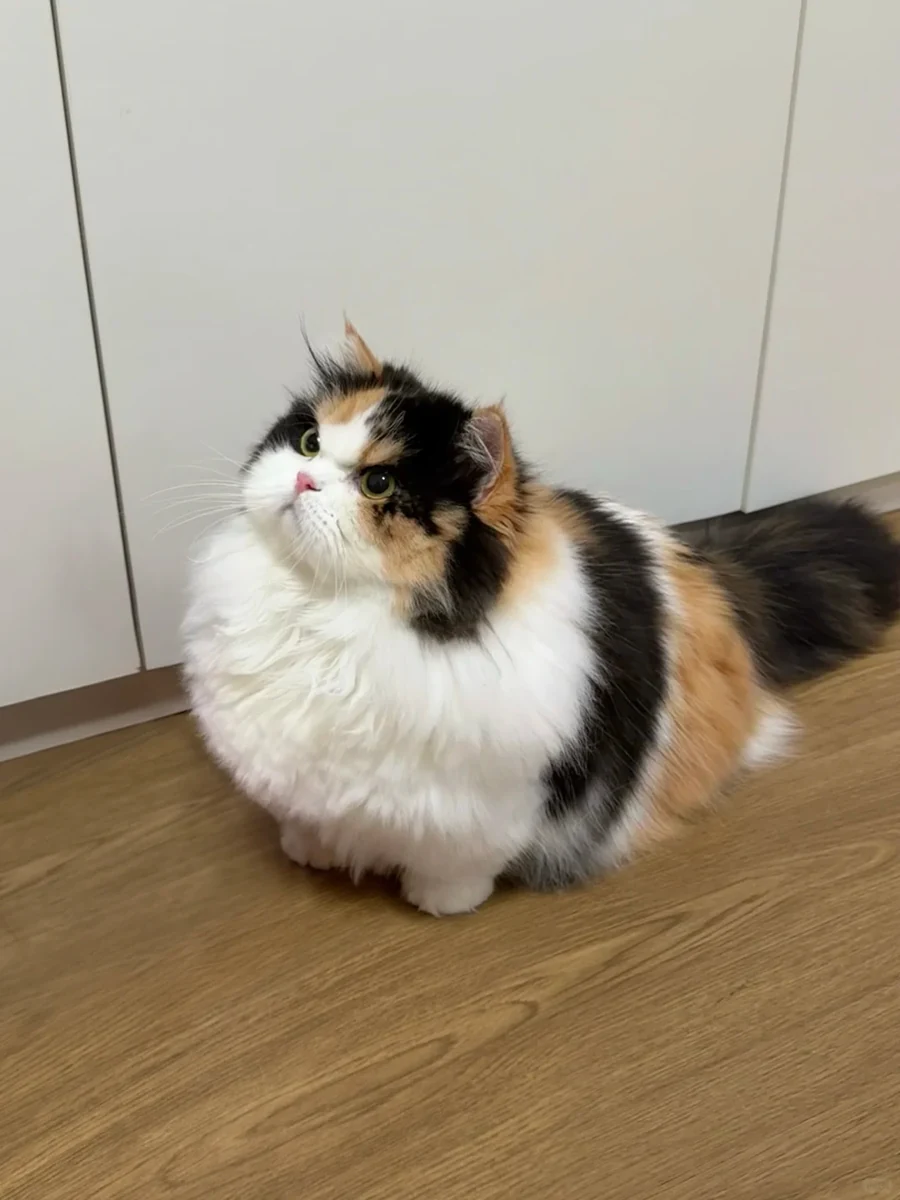 Reference photo of a long-haired calico cat sitting on a wooden floor