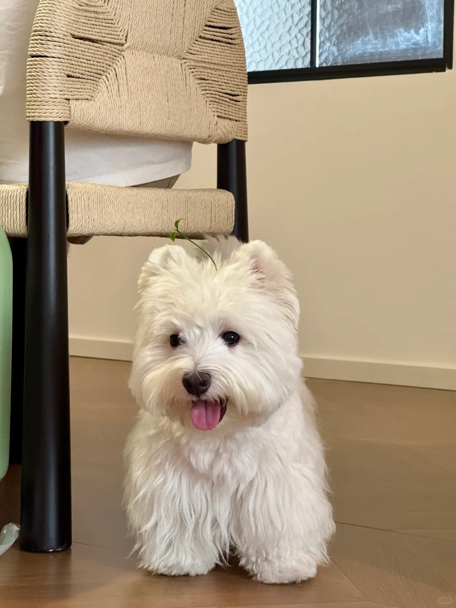 Reference photo of a white West Highland terrier sitting on a wooden floor
